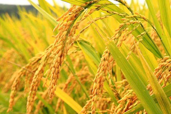 Provincia vietnamita aplica por primera vez software de identificación de plagas de arroz ảnh 1