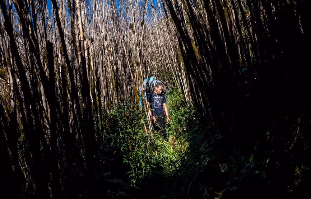 Vietnam cuenta por primera vez con representante en jurado de World Press Photo ảnh 1