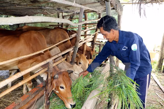 Vietnam anuncia inversión millonaria para construcción de nueva ruralidad ảnh 1