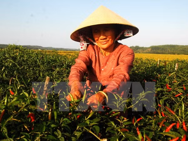 Reitera Vietnam objetivo de modernización rural ảnh 1 Reitera Vietnam objetivo de modernización rural ảnh 1
