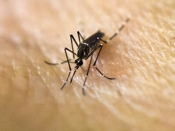 Singapur detecta primer caso del virus Zika transmitido localmente ảnh 1