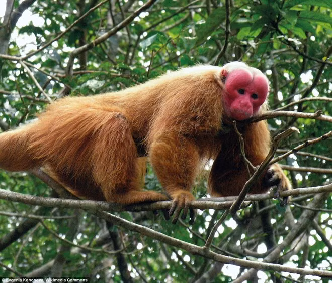 Retornan a la naturaleza en Vietnam a un macaco rabón ảnh 1
