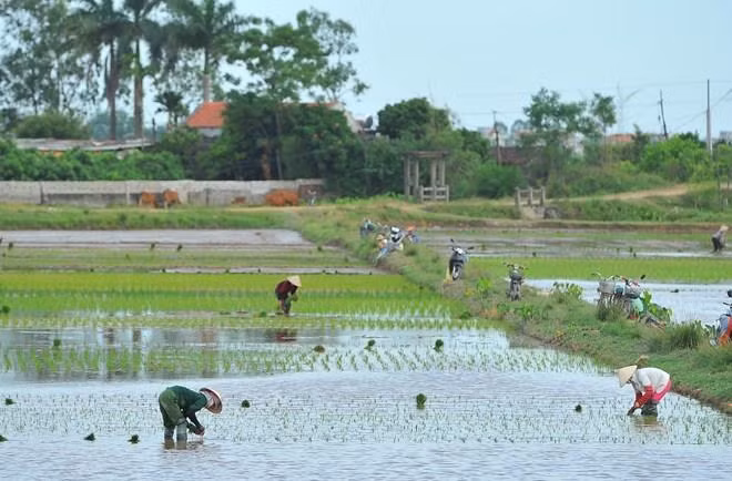 Ninh Binh: Esfuerzos de construcción de nueva ruralidad resultan fructíferos ảnh 1