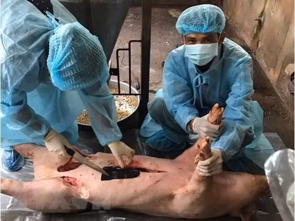 Detectan peste porcina africana en provincia vietnamita de Ba Ria-Vung Tau ảnh 1 Detectan peste porcina africana en provincia vietnamita de Ba Ria-Vung Tau ảnh 1