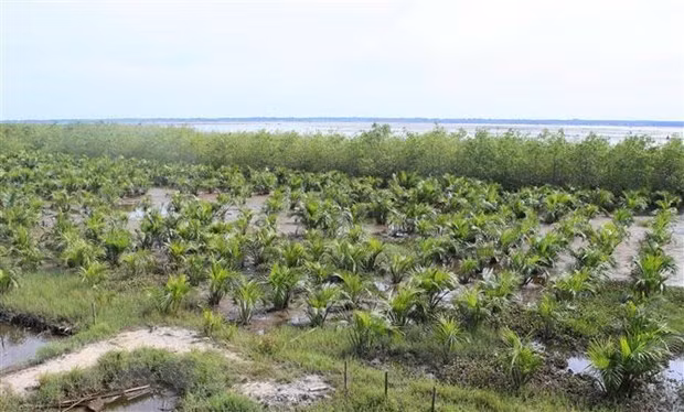 Vietnam impulsa acciones para proteger bosques costeros ảnh 1