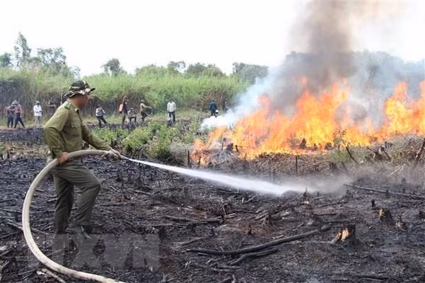 Insta premier vietnamita a reforzar medidas preventivas contra incendios forestales ảnh 1 Insta premier vietnamita a reforzar medidas preventivas contra incendios forestales ảnh 1