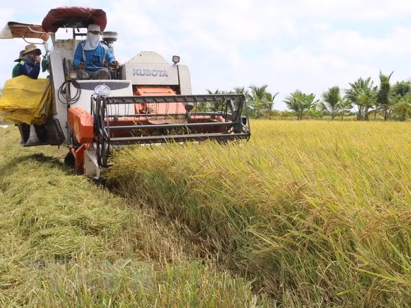 Disminuye Vietnam sus exportaciones de arroz ảnh 1