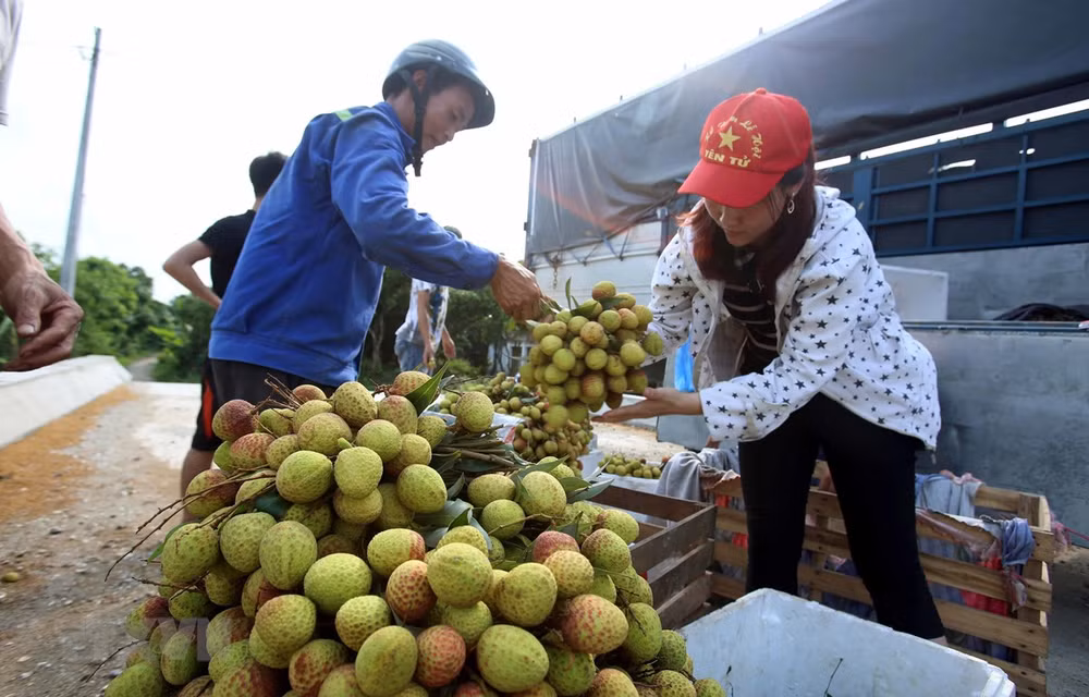 Exporta Vietnam más de 13 mil toneladas de lichi a China ảnh 1 Exporta Vietnam más de 13 mil toneladas de lichi a China ảnh 1