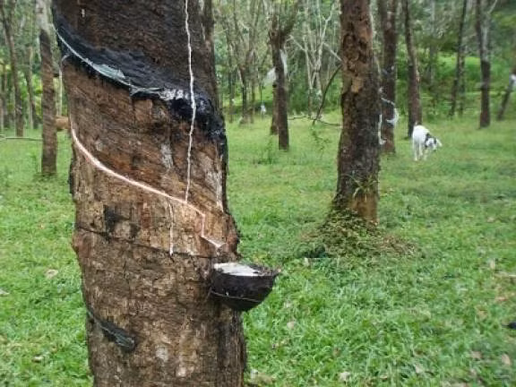 Disminuye producción de caucho natural de Malasia ảnh 1