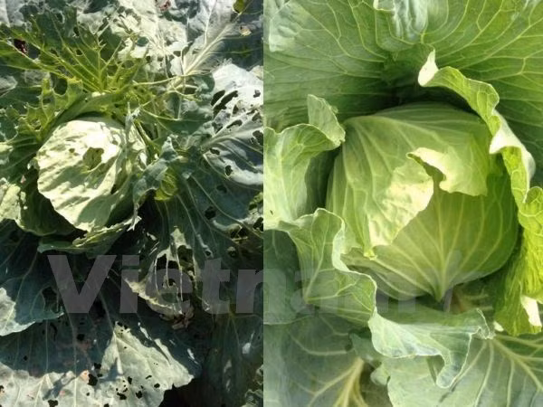 Exportación de vegetales y frutas vietnamitas alcanza fuerte crecimiento ảnh 1 Exportación de vegetales y frutas vietnamitas alcanza fuerte crecimiento ảnh 1