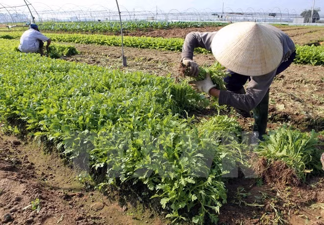 Localidades vietnamita y japonesa colaboran en agricultura ảnh 1