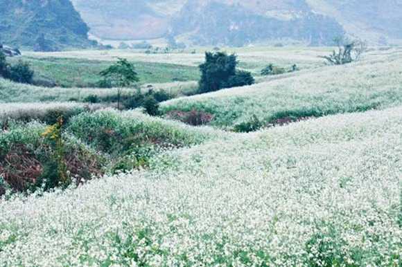 Rabanizas blancas en la tierra alta de Moc Chau ảnh 4 Rabanizas blancas en la tierra alta de Moc Chau ảnh 4