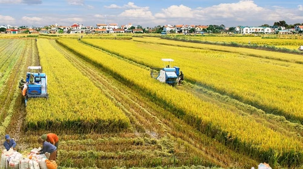 Desarrollo económico del delta de Mekong: Integración multivalor en industria de arroz ảnh 1