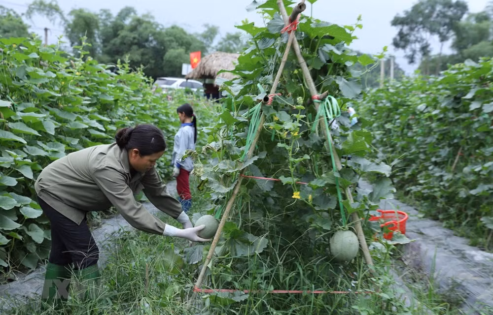 Resaltan en Vietnam eficiente uso de préstamos extranjeros para desarrollo agrícola ảnh 1 Resaltan en Vietnam eficiente uso de préstamos extranjeros para desarrollo agrícola ảnh 1