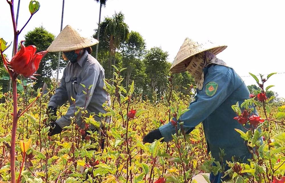 Reconocen avances de Vietnam en cumplimiento de objetivos de desarrollo sostenible ảnh 1