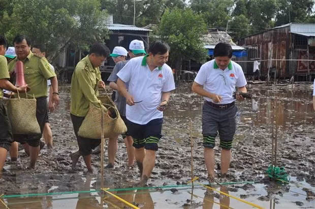 Vietnam se lanza al cultivo de manglares en el Delta del Mekong ảnh 1 Vietnam se lanza al cultivo de manglares en el Delta del Mekong ảnh 1