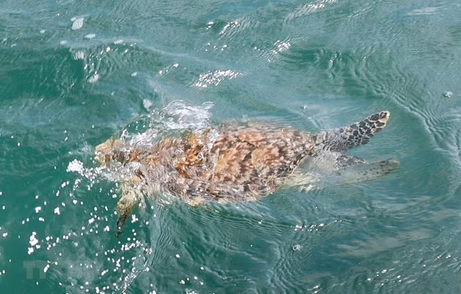 Rescatan rara tortuga marina en provincia vietnamita de Ba Ria - Vung Tau ảnh 1 Rescatan rara tortuga marina en provincia vietnamita de Ba Ria - Vung Tau ảnh 1