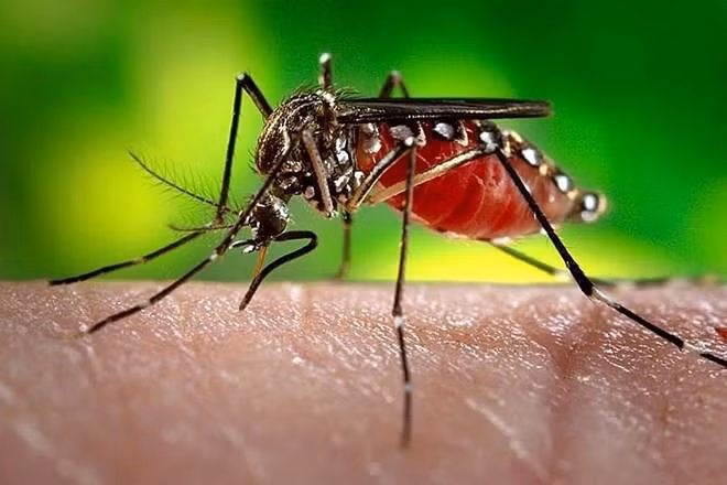 Reportan en Laos la muerte de 34 personas como consecuencia del dengue ảnh 1