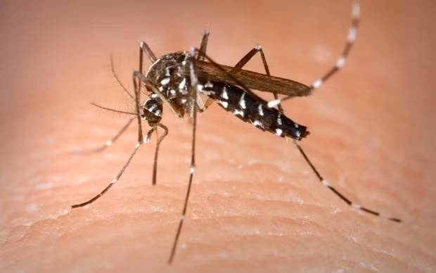 Advierten en Singapur sobre extensión del dengue en estación seca ảnh 1