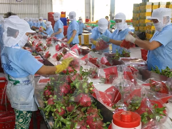 Vietnam envía primer lote de pitahaya a Australia ảnh 1