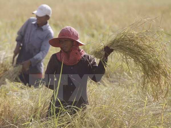 Ministros de Agricultura de subregión del Mekong se reúnen en Camboya ảnh 1 Ministros de Agricultura de subregión del Mekong se reúnen en Camboya ảnh 1