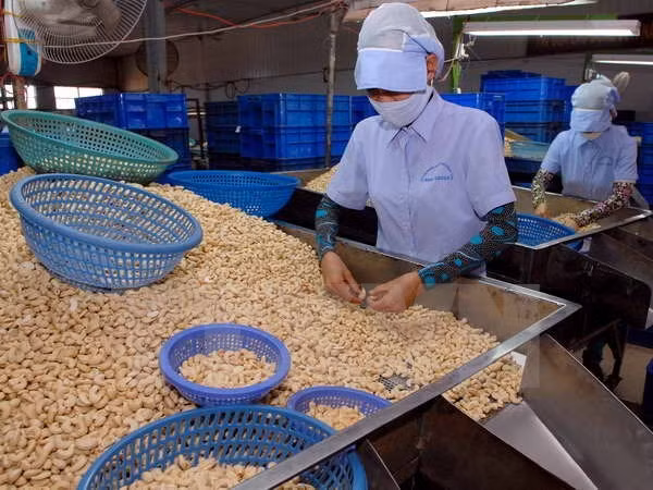 EE.UU. consolida posición como mayor importador de anacardo de Vietnam ảnh 1