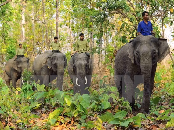 Establecen reserva de elefantes en provincia vietnamita ảnh 1