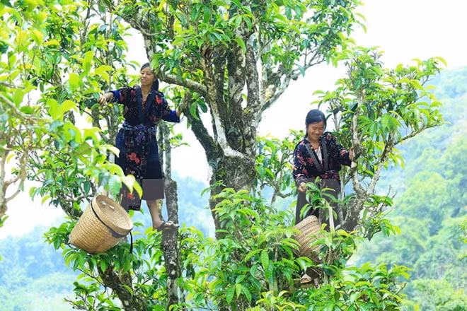 Vietnam elabora mecanismos más favorables para desarrollo de agricultura orgánica ảnh 1