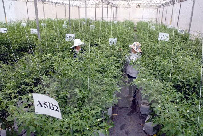 Busca Vietnam estimular inversión en agricultura ảnh 1