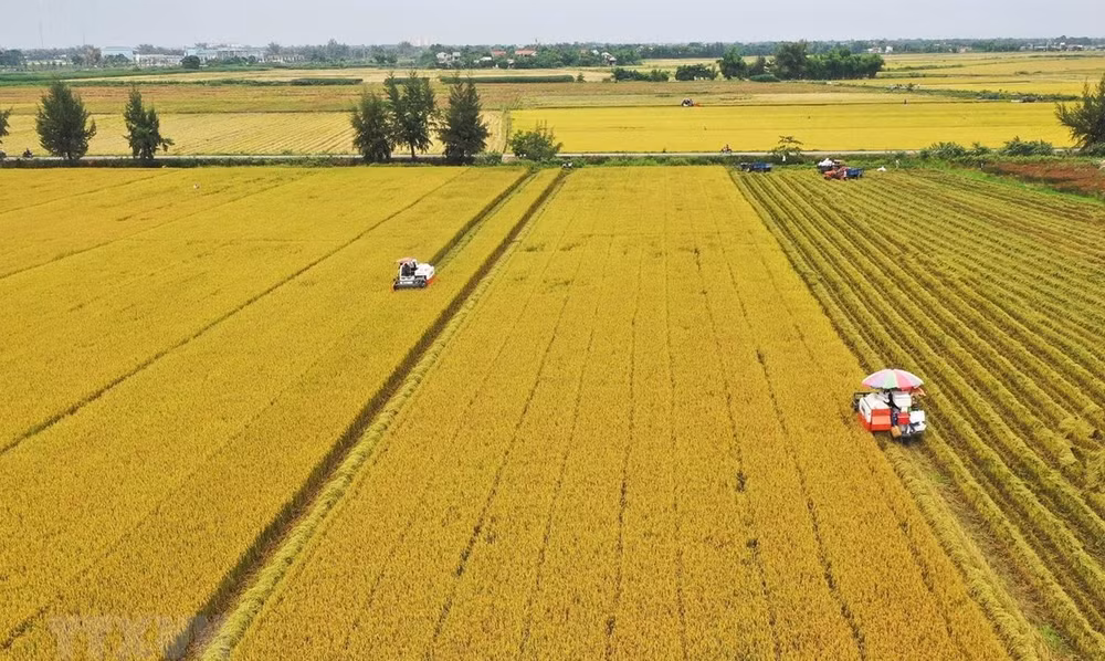 Delta del Mekong por reducir emisiones de gases en producción de arroz ảnh 1