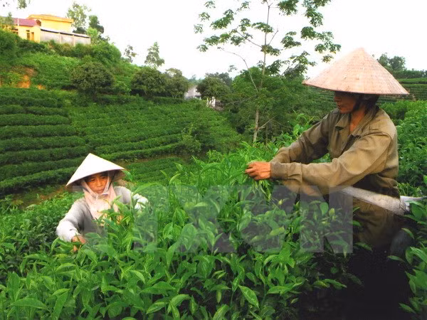 Vietnam promueve comercio e inversiones en Estados Unidos ảnh 1