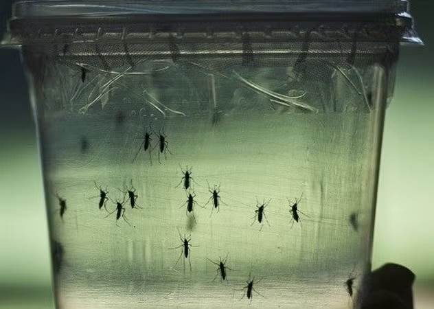 Malasia sospecha nuevo tipo de virus Zika ảnh 1