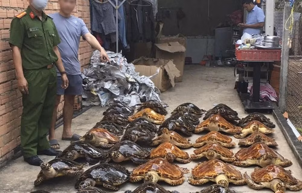 Más de 20 años de prisión a acusados por comercio ilegal de tortugas marinas ảnh 1