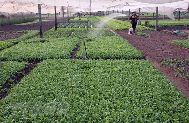 Hanoi desarrolla la industria de procesamiento de productos agrícolas ảnh 1