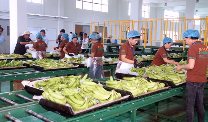 Camboya exporta más de 200 mil toneladas de bananas ảnh 1 Camboya exporta más de 200 mil toneladas de bananas ảnh 1