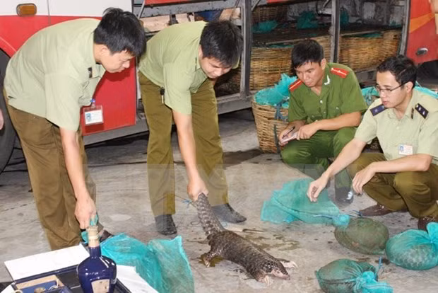 Persiste complejidad del tráfico de vida silvestre en Vietnam ảnh 1