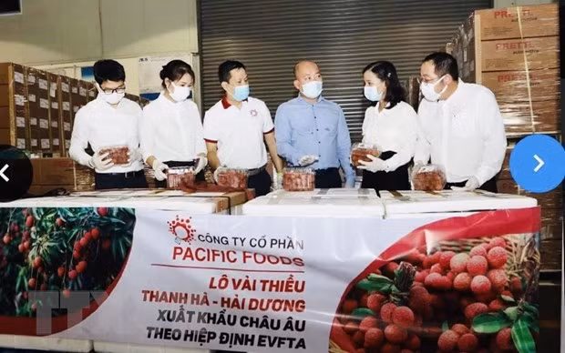 Vietnam exporta por primera vez lichi al mercado europeo bajo el EVFTA ảnh 1