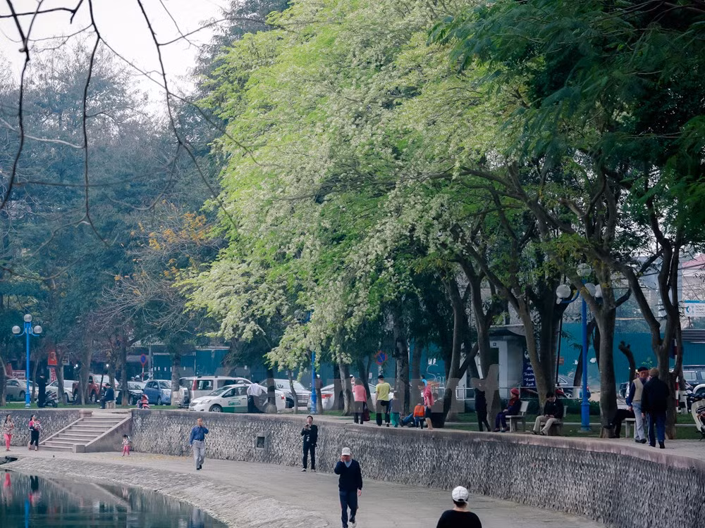 Hanoi romántica en blanco de flor ảnh 11
