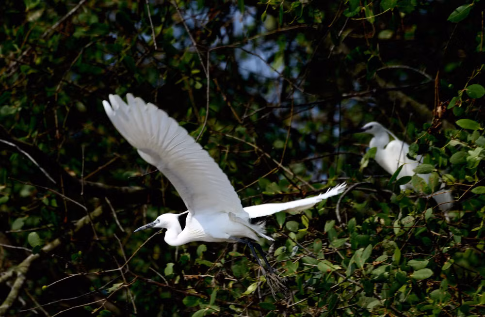 Provincia vietnamita de Ben Tre intensifica esfuerzos por conservar aves silvestres ảnh 2 Provincia vietnamita de Ben Tre intensifica esfuerzos por conservar aves silvestres ảnh 2