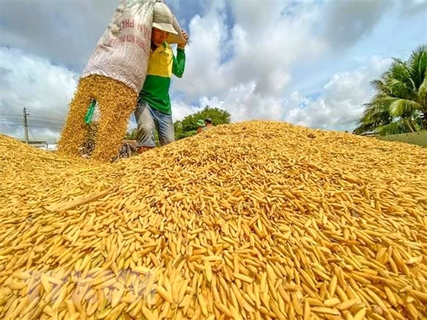 Lanzan iniciativa para proteger sistemas de alimentos en grandes deltas de Asia ảnh 1 Lanzan iniciativa para proteger sistemas de alimentos en grandes deltas de Asia ảnh 1