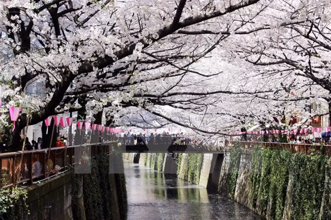 Cerezos japoneses florecen en Hanoi ảnh 1
