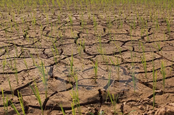 Vietnam y Alemania fomentan lazos en recursos naturales y medio ambiente ảnh 1