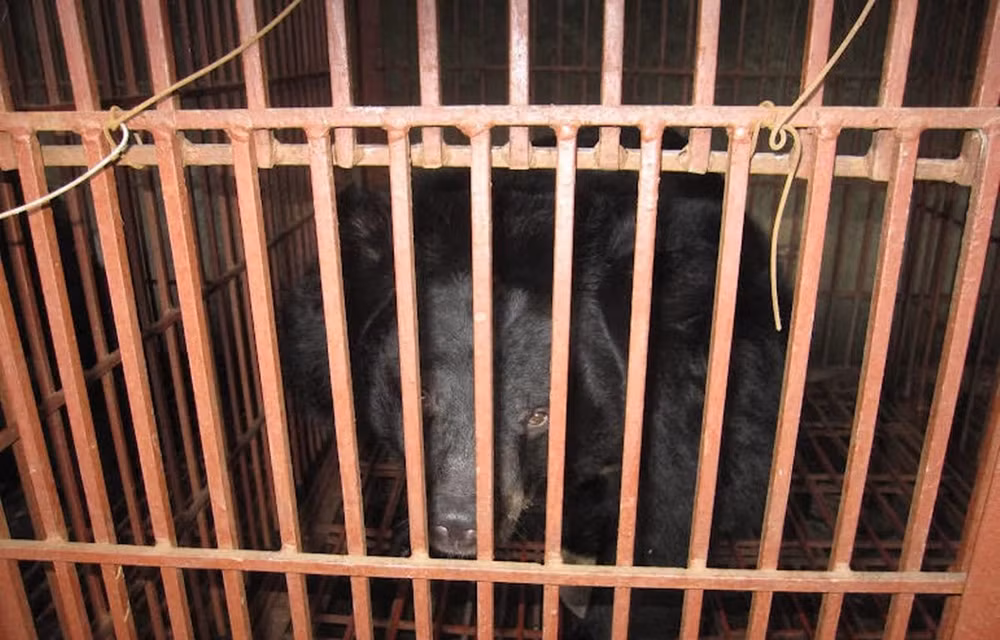 Buscan poner fin a la crianza ilegal de osos en Hanoi ảnh 1 Buscan poner fin a la crianza ilegal de osos en Hanoi ảnh 1