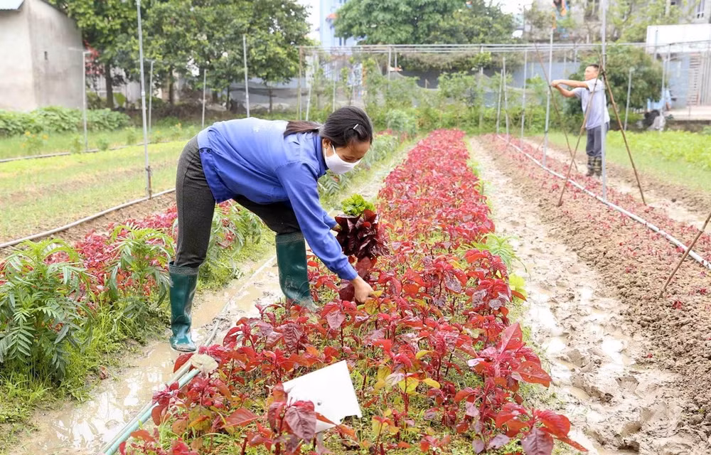 Hanoi construye áreas seguras de producción agrícola ảnh 1