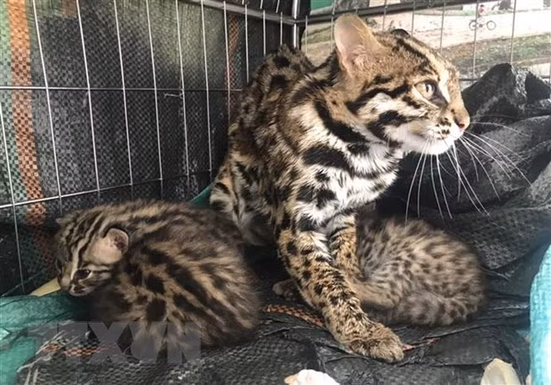 Provincia norvietnamita rescata gatos salvajes preciosos ảnh 1