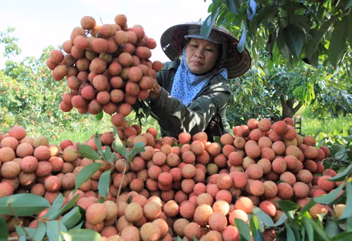 Provincia vietnamita de Hai Duong promueve exportación de lichi Thanh Ha ảnh 1 Provincia vietnamita de Hai Duong promueve exportación de lichi Thanh Ha ảnh 1