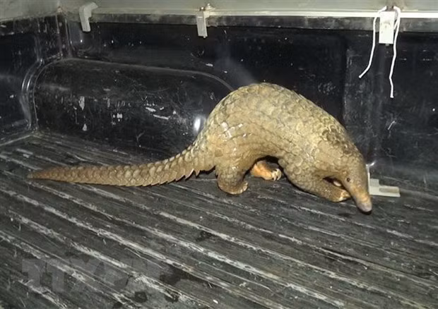 Enjuician a persona por tenencia de animal en peligro de extinción en Vietnam ảnh 1