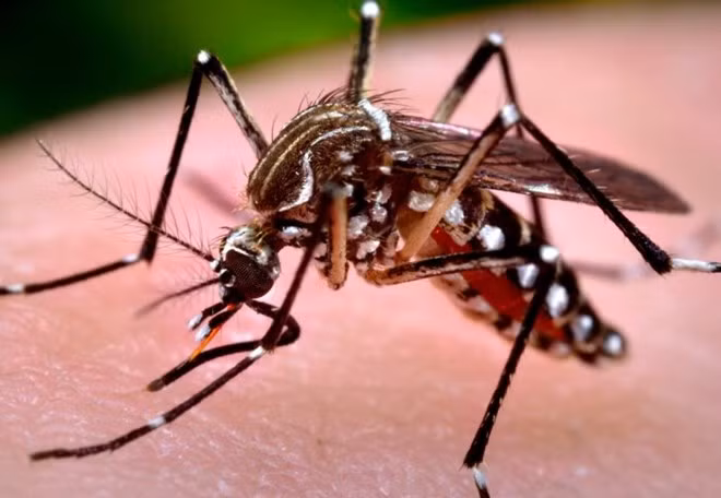 Hanoi refuerza medidas preventivas contra el Zika ảnh 1