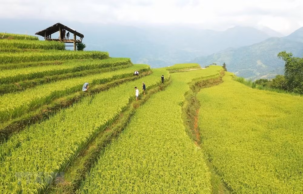 Hoang Su Phi: atractivo destino turístico en la región noroeste de Vietnam ảnh 1