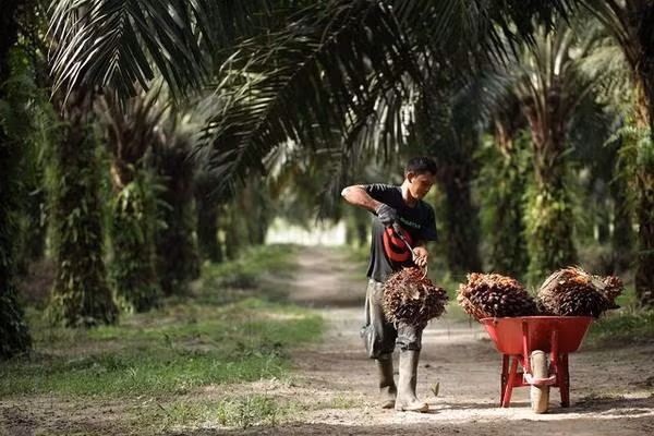 Considera la India limitar importación de productos de Malasia ảnh 1